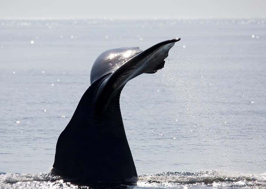 Andenes: Responsible Whale Watching with Classic Catamaran - What a whale sighting is really like