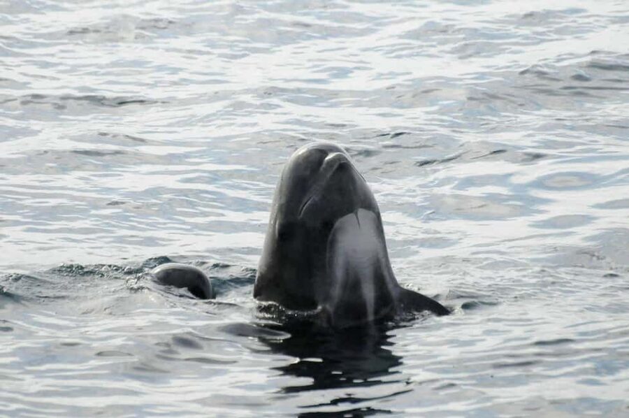 Andenes: Responsible Whale Watching with Classic Catamaran - Responsible wildlife watching in open water