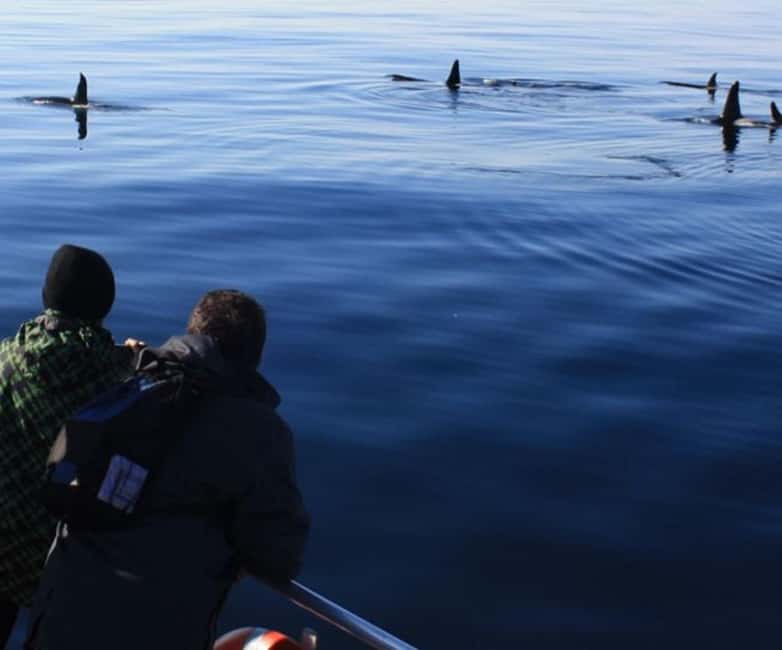 Andenes: Responsible Whale Watching with Classic Catamaran - A classic catamaran built for a long search