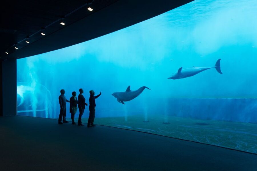 Aquarium of Genoa Ticket and Whale Watching Cruise - Two Genoa experiences in one day
