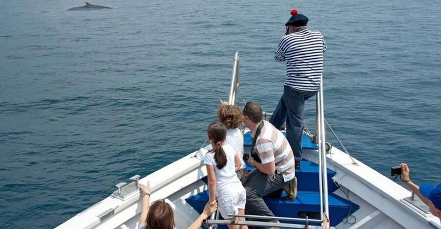 Aquarium of Genoa Ticket and Whale Watching Cruise - Learning how to spot dolphins and whales