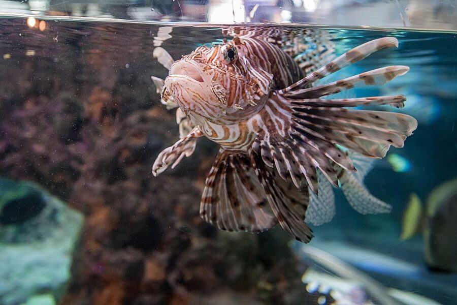 Aquarium of Genoa Ticket and Whale Watching Cruise - Practical booking advice for Genoa