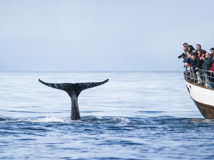 Árskógssandur: Whale-Watching Boat Trip - How reliable are the whale sightings?