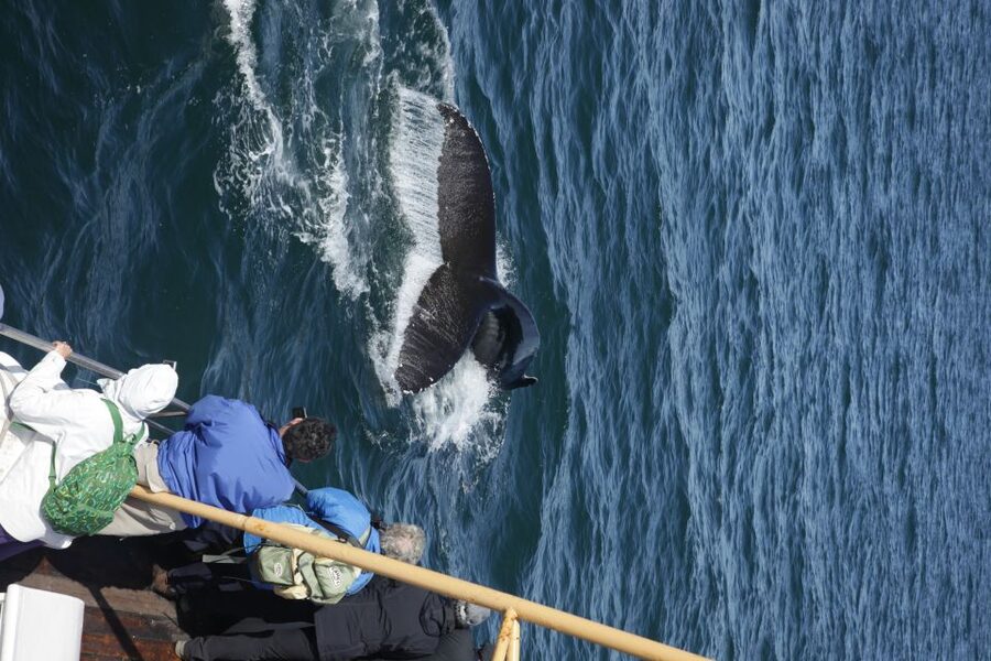 Árskógssandur: Whale-Watching Boat Trip - The $96 price and what you receive