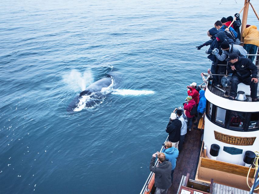 Árskógssandur: Whale-Watching Boat Trip - Practical details before you book
