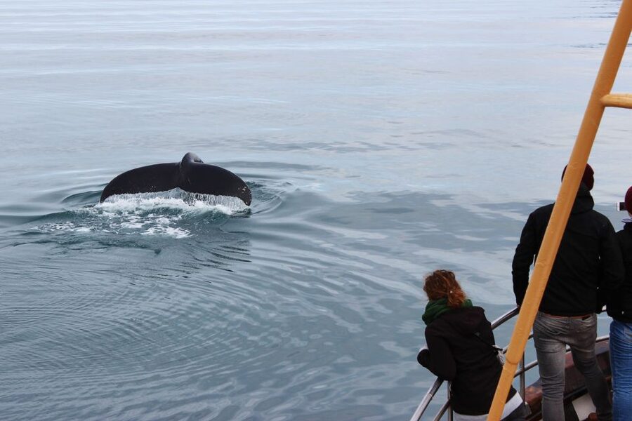 Árskógssandur: Whale-Watching Boat Trip - Should you book the Árskógssandur whale trip?
