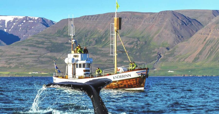 Árskógssandur: Whale-Watching Boat Trip - Eyjafjörður and the first wildlife search