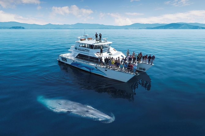 Auckland Dolphin and Whale Watching Eco-Safari Cruise - Setting out from Viaduct Harbour