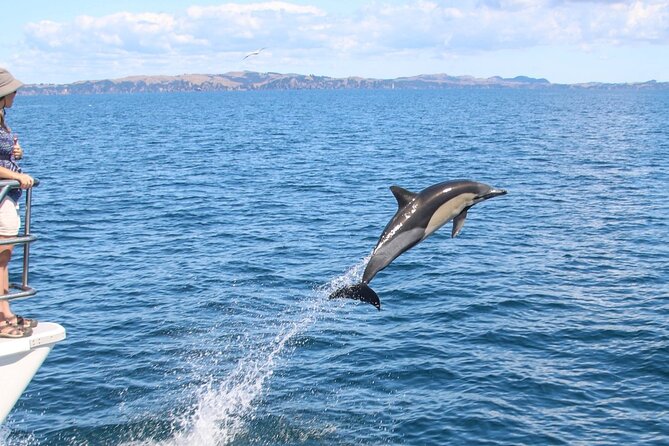 Auckland Dolphin and Whale Watching Eco-Safari Cruise - Seabirds and the value of the research work