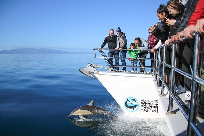 Auckland Dolphin and Whale Watching Eco-Safari Cruise - Auckland Harbour Bridge and Waitemata Harbour