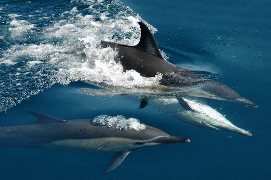 Auckland: Tikapa Moana Whales, Dolphins and Islands Cruise - From Viaduct Harbour to Tikapa Moana
