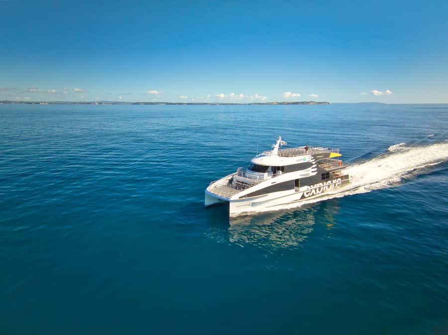 Auckland: Tikapa Moana Whales, Dolphins and Islands Cruise - Searching for Dolphins and Bryde’s Whales