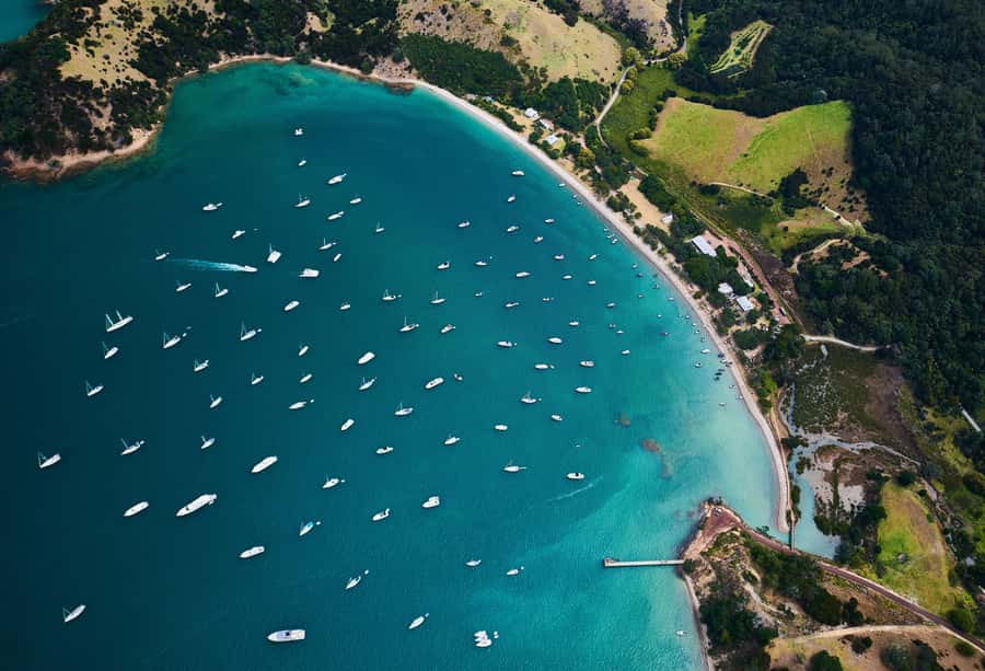 Auckland: Tikapa Moana Whales, Dolphins and Islands Cruise - Who Will Enjoy This Day Most