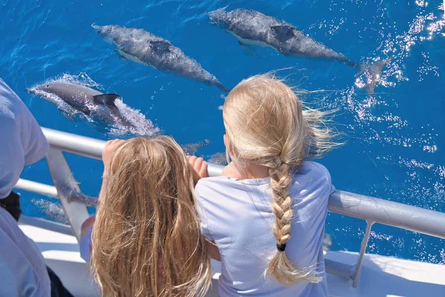 Auckland: Tikapa Moana Whales, Dolphins and Islands Cruise - Rotoroa Island: Walking, Wildlife, and Open Views