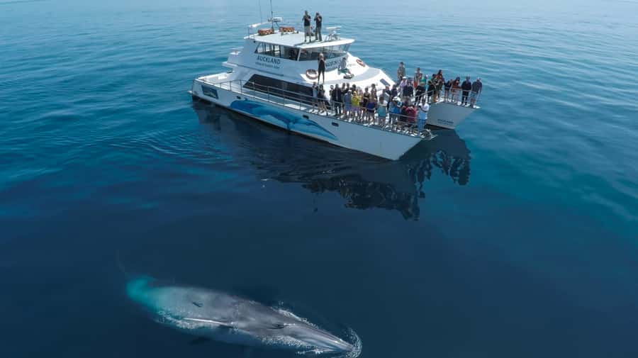 Auckland: Whale and Dolphin Watching Half-Day Eco Cruise - Key points to know before you book