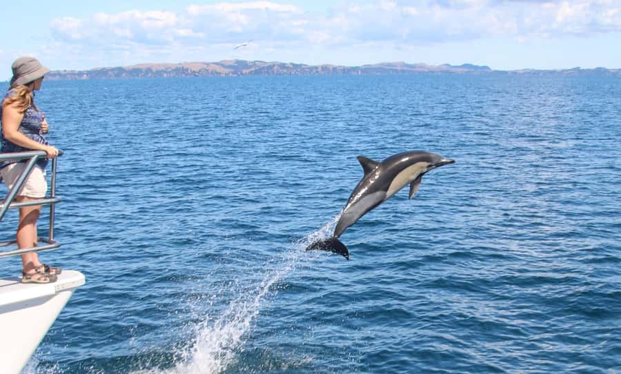Auckland: Whale and Dolphin Watching Half-Day Eco Cruise - Searching the Hauraki Gulf Marine Park