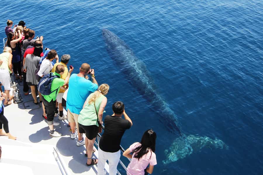 Auckland: Whale and Dolphin Watching Half-Day Eco Cruise - A crew that adds real value