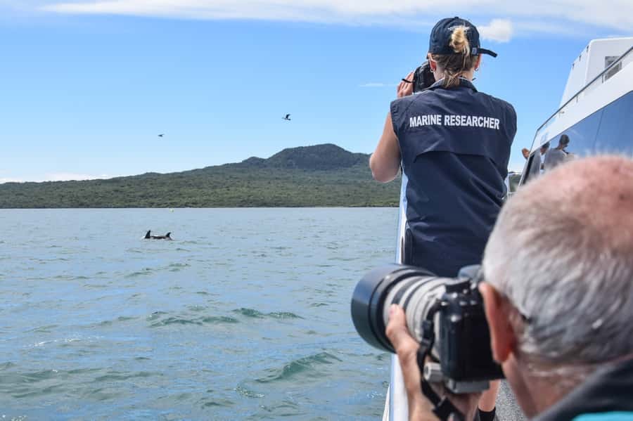 Auckland: Whale and Dolphin Watching Half-Day Eco Cruise - Price and value at $130