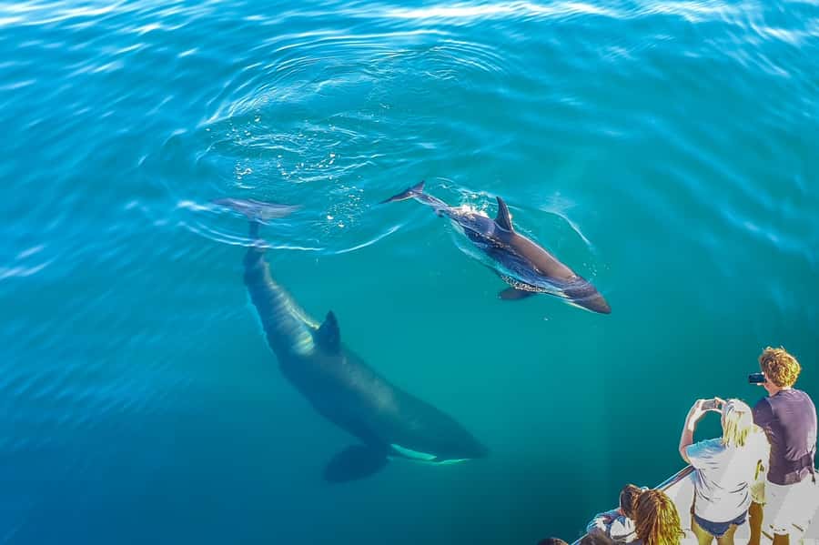 Auckland: Whale and Dolphin Watching Half-Day Eco Cruise - Weather, comfort, and what to bring