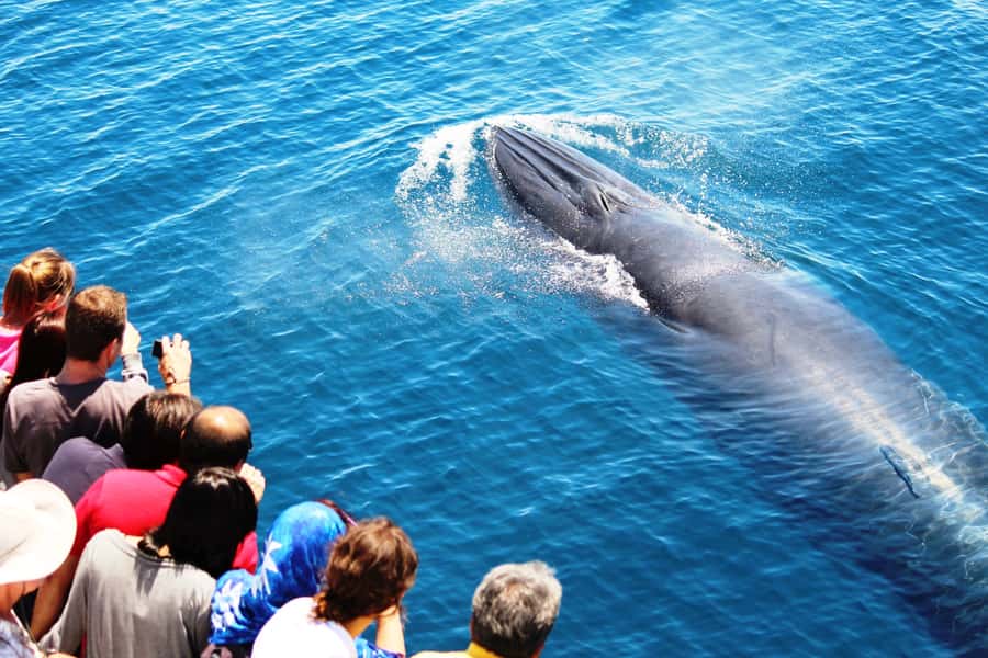 Auckland: Whale and Dolphin Watching Half-Day Eco Cruise - The first views: North Head, Devonport, and Rangitoto