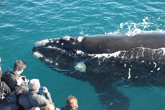 Augusta Whale Watching Eco Tour - Why Augusta is the right base from May to August