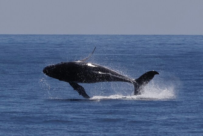 Augusta Whale Watching Eco Tour - How the whale search actually works