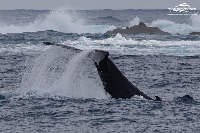 Augusta Whale Watching Eco Tour - What the two-and-a-half-hour trip feels like