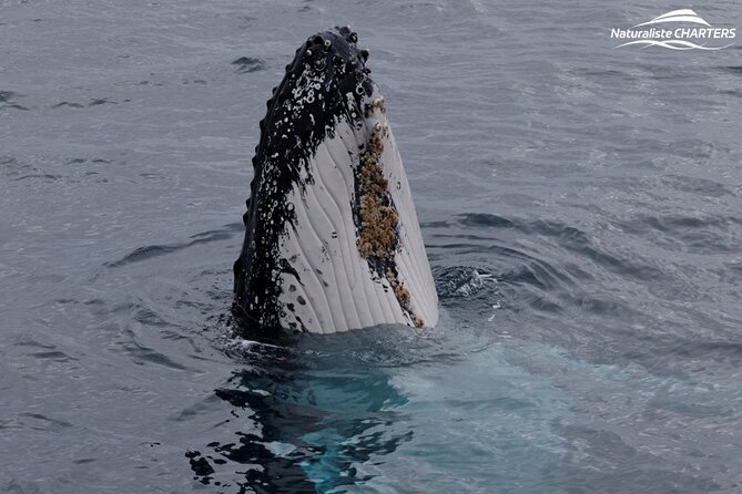 Augusta Whale Watching Eco Tour - Comfort, refreshments, and seasickness