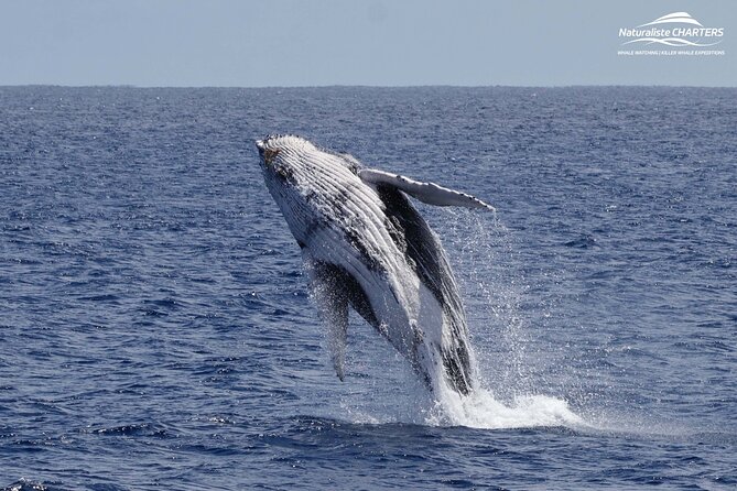 Augusta Whale Watching Eco Tour - Who should book this Augusta cruise?