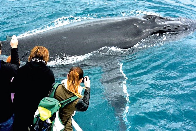 Augusta Whale Watching Eco Tour - My booking verdict for Naturaliste Charters