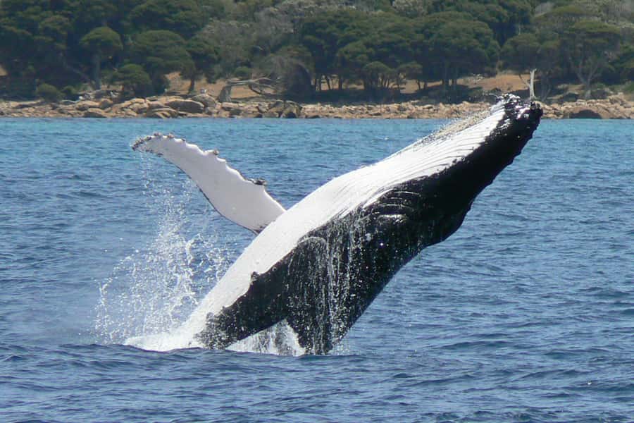 Augusta: Whale Watching Tour - Key points to know before you book