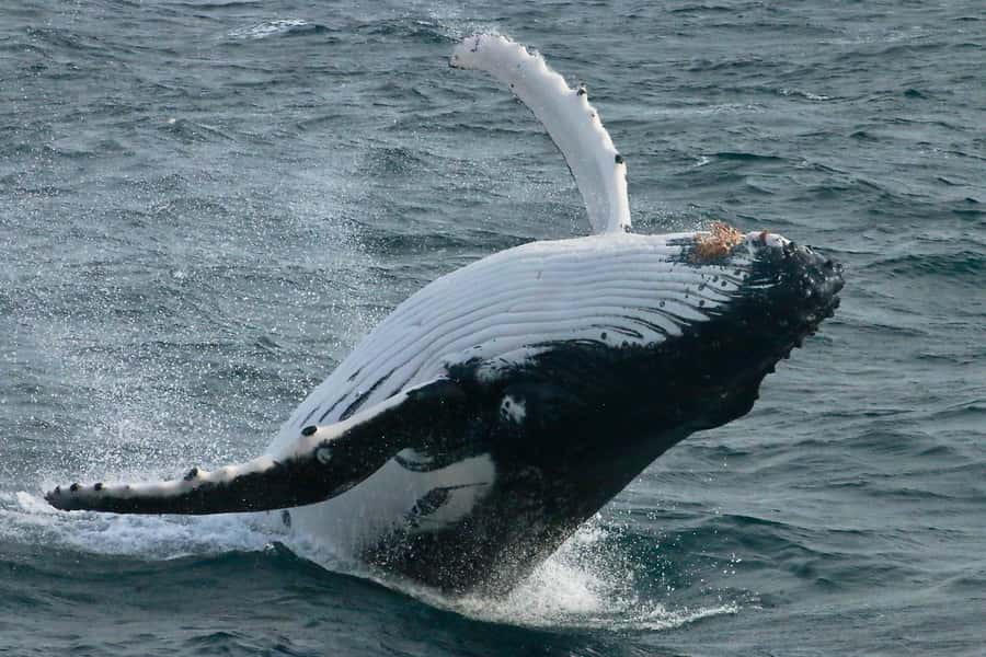 Augusta: Whale Watching Tour - Setting out from Augusta Boat Harbour