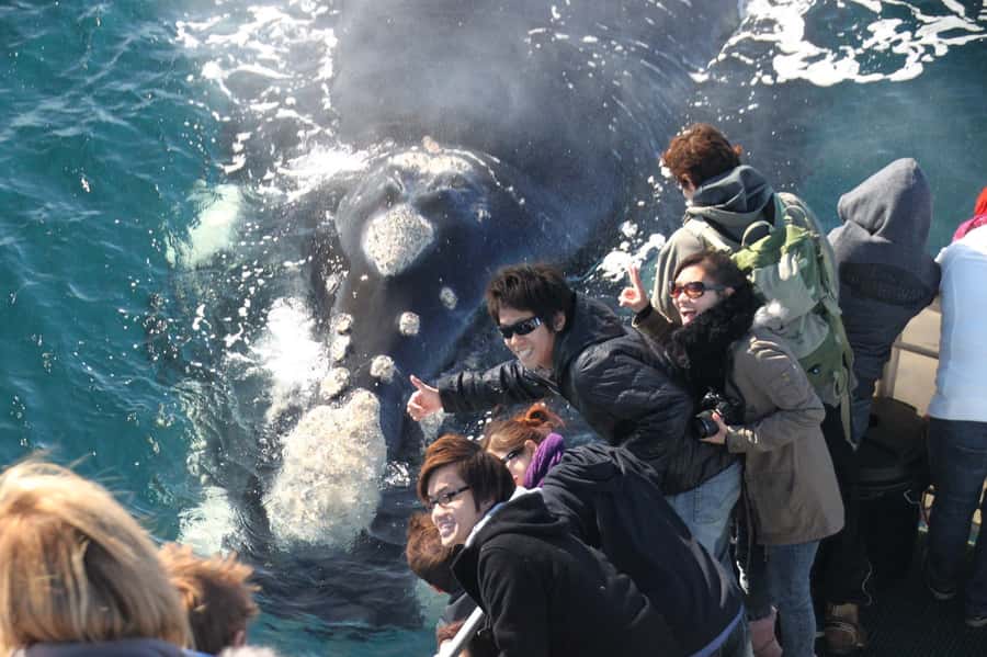 Augusta: Whale Watching Tour - Learning from the marine biologist