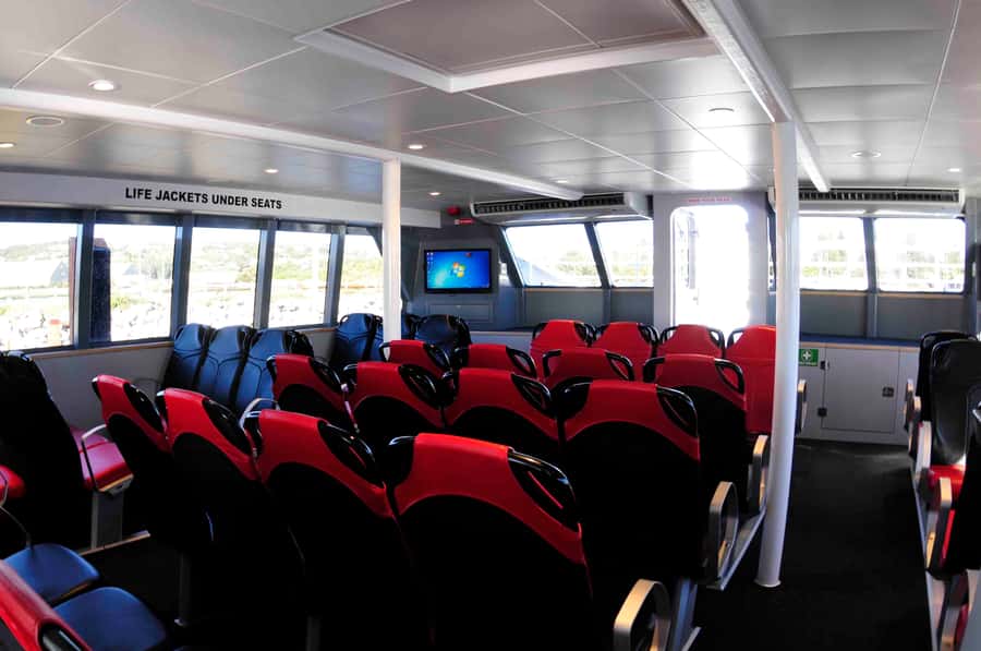Augusta: Whale Watching Tour - Which whales and dolphins might appear