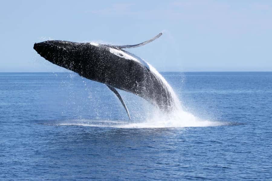 Augusta: Whale Watching Tour - Comfort on the Alison Maree
