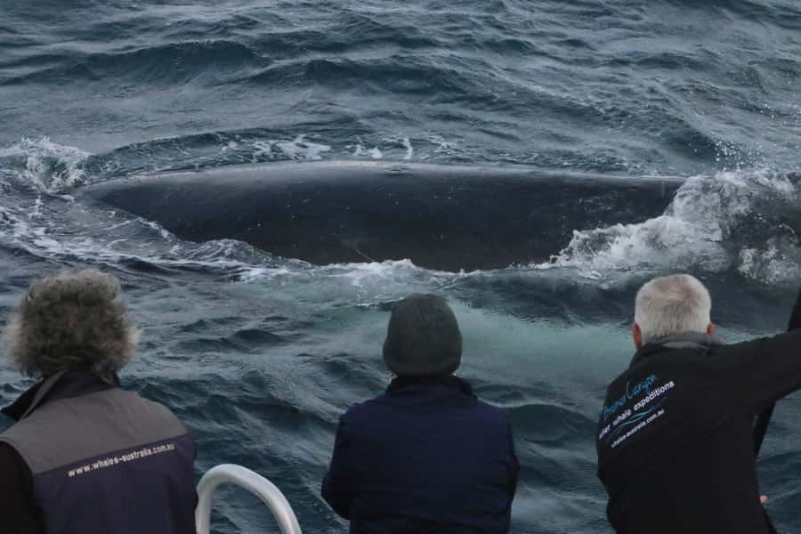 Augusta: Whale Watching Tour - How long the two-hour schedule really feels