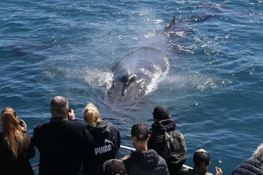 Augusta: Whale Watching Tour - Is $74 good value?