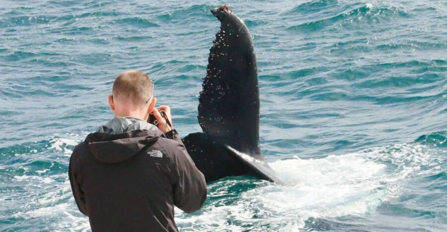 Augusta: Whale Watching Tour - Should you book this Augusta whale cruise?