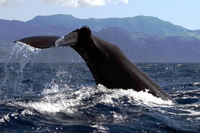 Azores Whale Watching & Islet Boat Tour - Searching for whales, dolphins, and turtles
