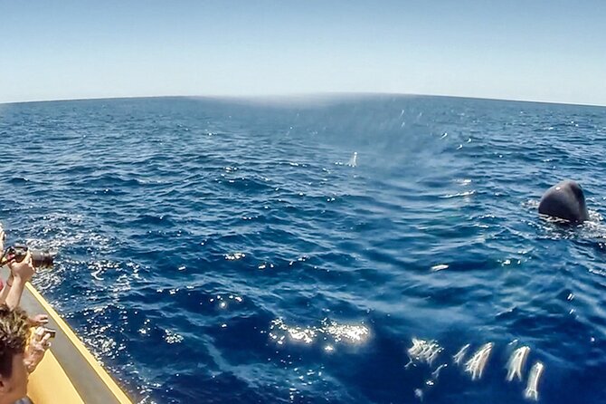 Azores Whale Watching & Islet Boat Tour - What the guide adds to the outing