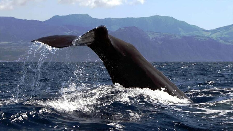 Azores: Whale Watching & Islet Boat Tour w/ Marine Biologist - Should you book the Terra Azul tour?