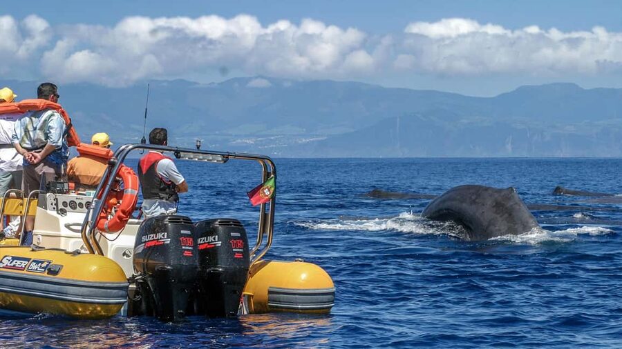 Azores: Whale Watching & Islet Boat Tour w/ Marine Biologist - Searching for 28 possible whale and dolphin species