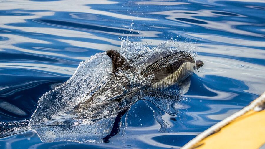 Azores: Whale Watching & Islet Boat Tour w/ Marine Biologist - Seeing wildlife without turning it into a chase