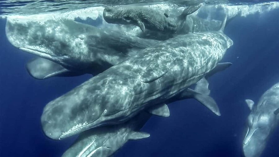 Azores: Whale Watching & Islet Boat Tour w/ Marine Biologist - Vila Franca Islet, the scenic second act