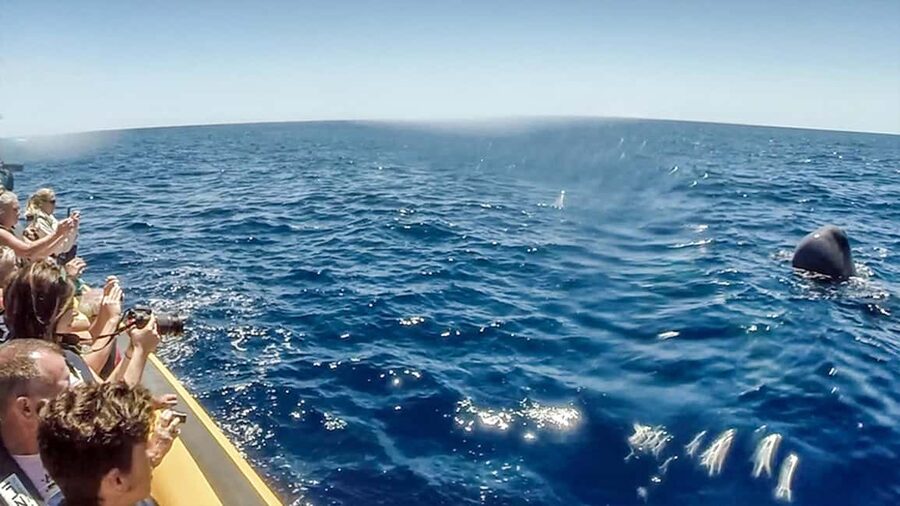Azores: Whale Watching & Islet Boat Tour w/ Marine Biologist - The sea conditions and who should skip it