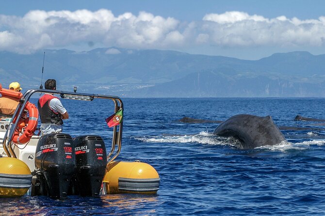 Azores Whale Watching & Islet Boat Tour - Starting at Vila Franca do Campo