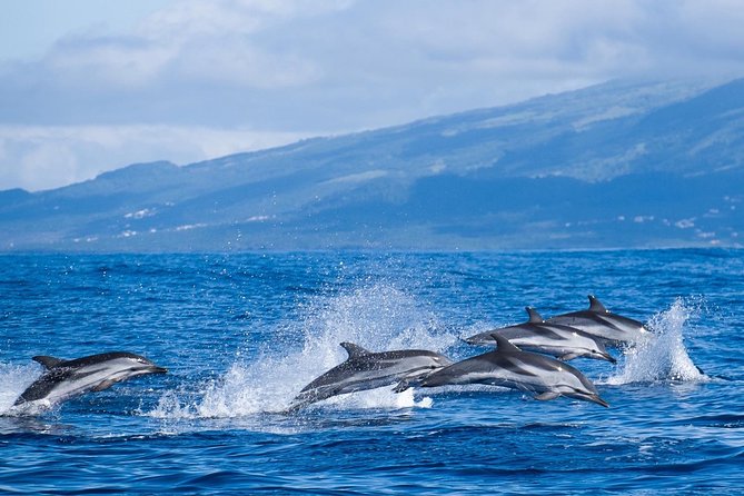 Azores Whale Watching Tour – Ponta Delgada - Setting out from Marina Pêro de Teive