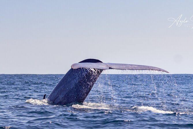 Azores Whale Watching Tour – Ponta Delgada - Following the southern coast to the animals