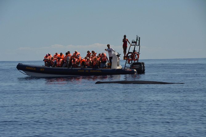 Azores Whale Watching Tour – Ponta Delgada - The natural limits of whale watching