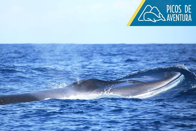 Azores Whale Watching Tour – Ponta Delgada - Why the guide makes a difference